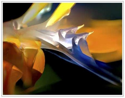 Bird of Paradise.jpg